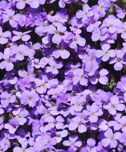 Roots Plants Perennials Aubrieta 'Glacier Blue'