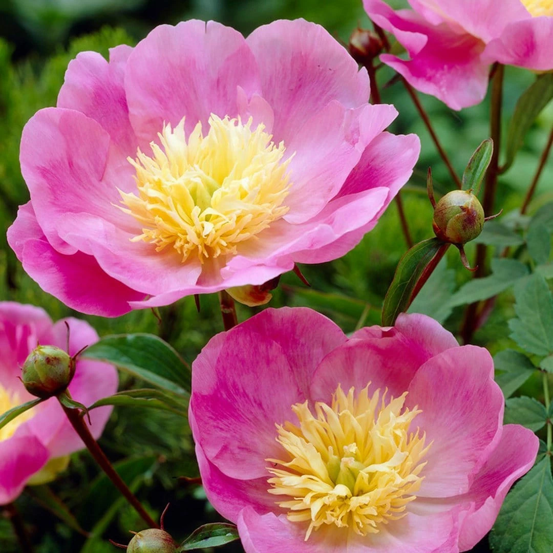 Roots Plants Perennials Peony 'Bowl Of Love' | 3L Pot Roots Plants Perennials Peony 'Bowl Of Love' | 3L Pot