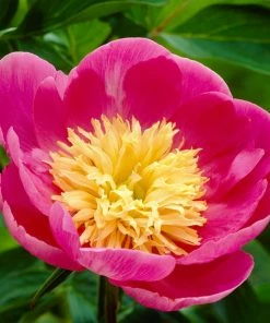 Roots Plants Perennials Peony 'Bowl Of Love' | 3L Pot 4 Roots Plants Perennials Peony 'Bowl Of Love' | 3L Pot