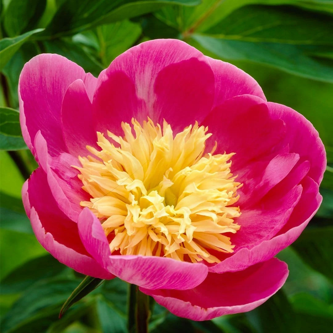 Roots Plants Perennials Peony 'Bowl Of Love' | 3L Pot Roots Plants Perennials Peony 'Bowl Of Love' | 3L Pot