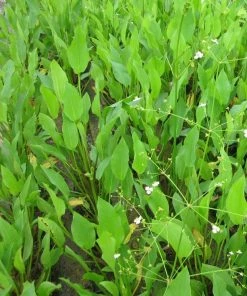 Roots Plants Water Plantain | Alisma Plantago Aquaticum