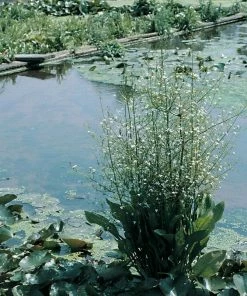 Roots Plants All Pond Plants Best Pond Plants For Any Size Pond | All In One | Oxygenating & Wildlife | Flowers & Structure 7 Roots Plants All Pond Plants Best Pond Plants For Any Size Pond | All In One | Oxygenating & Wildlife | Flowers & Structure