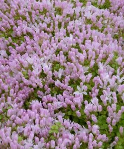 Roots Plants Bog Pimpernel | Anagallis Tenella