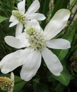 Roots Plants All Pond Plants Best Pond Plants For Any Size Pond | All In One | Oxygenating & Wildlife | Flowers & Structure 8 Roots Plants All Pond Plants Best Pond Plants For Any Size Pond | All In One | Oxygenating & Wildlife | Flowers & Structure