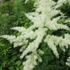 Roots Plants Astilbe White All Pond Plants