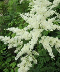 Roots Plants Astilbe White All Pond Plants