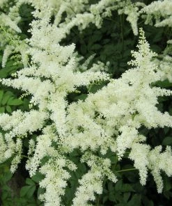 Roots Plants Astilbe White All Pond Plants