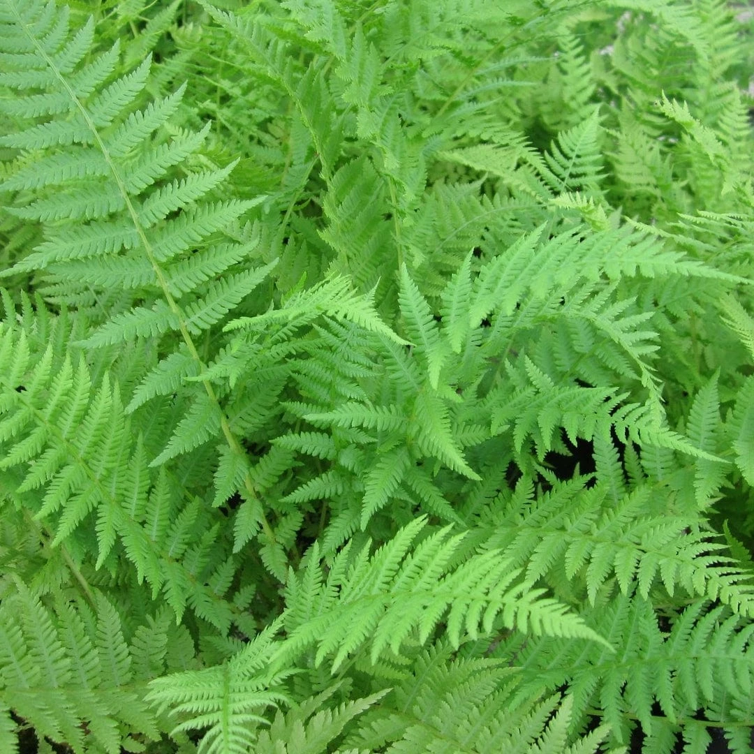 Roots Plants 3 Lady Fern | Athyrium Filix Femina | 9cm Pots Roots Plants 3 Lady Fern | Athyrium Filix Femina | 9cm Pots
