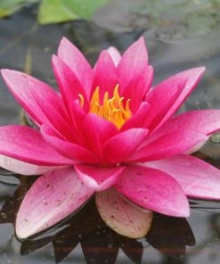 Roots Plants Red Water Lily | Nymphaea 'Attraction'