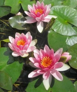 Roots Plants Red Water Lily | Nymphaea 'Attraction'