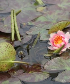 Roots Plants Variable Water Lily | Nymphaea Aurora