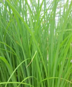 Roots Plants Weeping Trees Slender-tufted Sedge