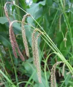 Roots Plants Pendulous Sedge