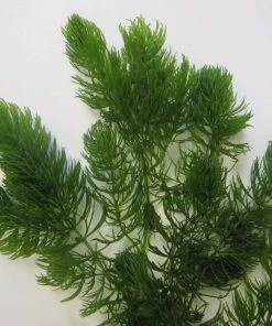 Roots Plants 5 Hornwort Plants| Oxygenating | 9cm Pots All Pond Plants 5 Roots Plants 5 Hornwort Plants| Oxygenating | 9cm Pots All Pond Plants