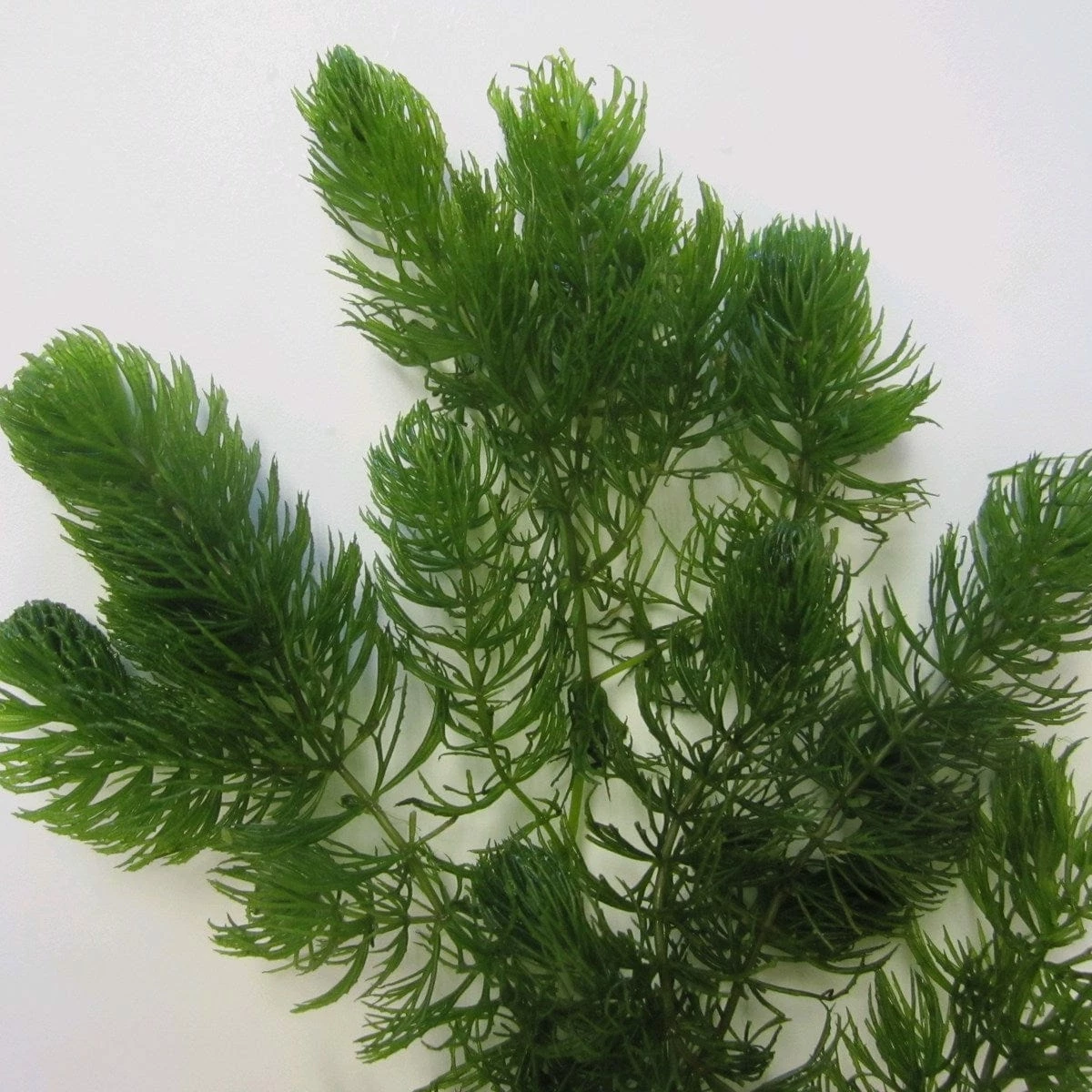 Roots Plants 5 Hornwort Plants| Oxygenating | 9cm Pots All Pond Plants Roots Plants 5 Hornwort Plants| Oxygenating | 9cm Pots All Pond Plants