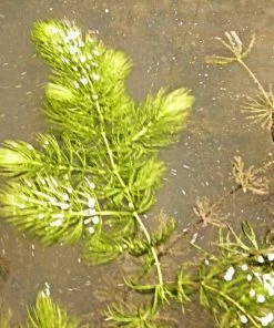 Roots Plants 5 Hornwort Plants| Oxygenating | 9cm Pots All Pond Plants 4 Roots Plants 5 Hornwort Plants| Oxygenating | 9cm Pots All Pond Plants