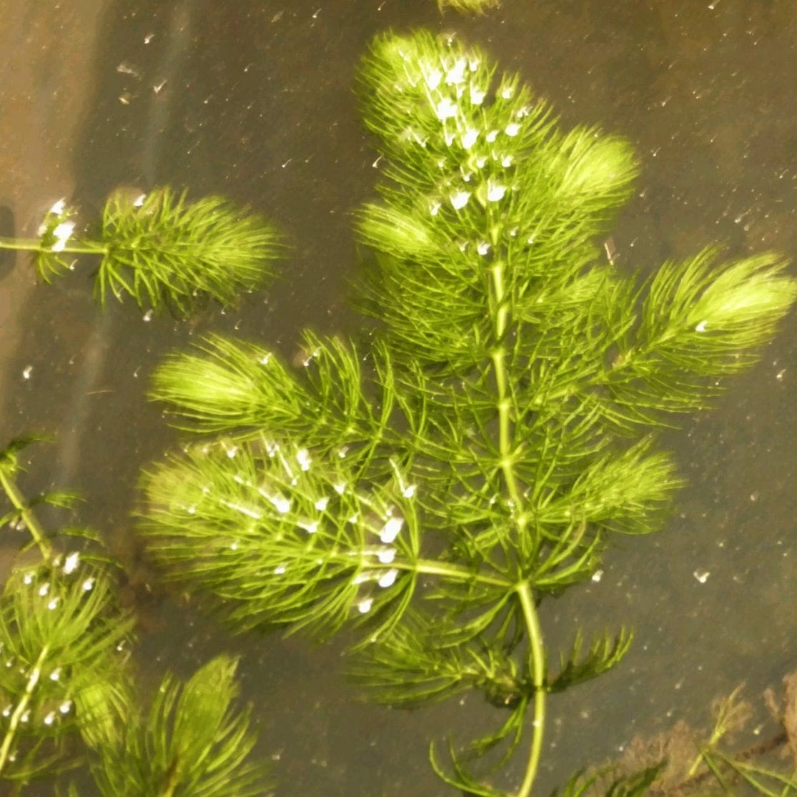 Roots Plants 5 Hornwort Plants| Oxygenating | 9cm Pots All Pond Plants Roots Plants 5 Hornwort Plants| Oxygenating | 9cm Pots All Pond Plants