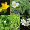 Roots Plants Miniature Pond Collection | 6 X 1L Pots All Pond Plants