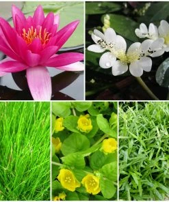 Roots Plants Miniature Pond Collection With A Lily | 6 X 1L Pots