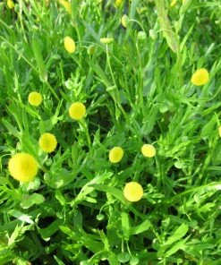 Roots Plants Cotula Coronopifolia | Brass Buttons All Pond Plants 4 Roots Plants Cotula Coronopifolia | Brass Buttons All Pond Plants