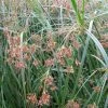 Roots Plants Grasses Sweet Galingale | Cyperus Longus