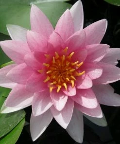 Roots Plants Water Lily Darwin | Nymphaea Hollandia 4 Roots Plants Water Lily Darwin | Nymphaea Hollandia