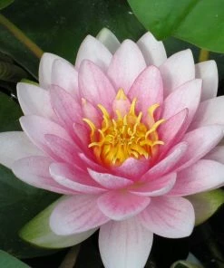 Roots Plants Water Lily Darwin | Nymphaea Hollandia 5 Roots Plants Water Lily Darwin | Nymphaea Hollandia