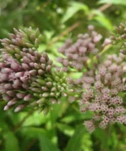 Roots Plants Hemp Agrimony | Eupatorium Cannabinum All Pond Plants