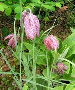 Roots Plants Snakes Head Fritillary | Fritillaria Meleagris 4 Roots Plants Snakes Head Fritillary | Fritillaria Meleagris