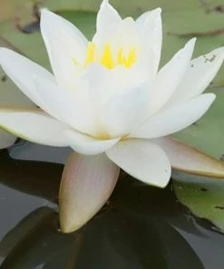 Roots Plants Large Water Lily | Nymphaea Gladstoniana