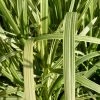 Roots Plants Variegated Reed Sweet Grass | Glyceria Maxima Variegata