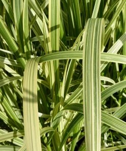 Roots Plants Variegated Reed Sweet Grass | Glyceria Maxima Variegata