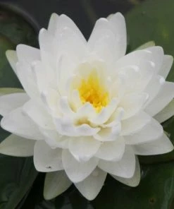 Roots Plants White Water Lily | Nymphaea Gonnere