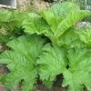 Roots Plants Giant Rhubarb | Gunnera Manicata 1 Roots Plants Giant Rhubarb | Gunnera Manicata
