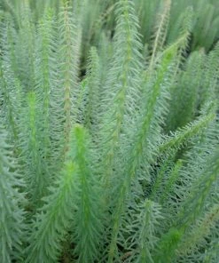 Roots Plants All Pond Plants Mare's Tail | Hippuris Vulgaris| Oxygenating 1L Pot