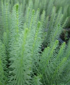Roots Plants All Pond Plants Mare's Tail | Hippuris Vulgaris| Oxygenating 1L Pot