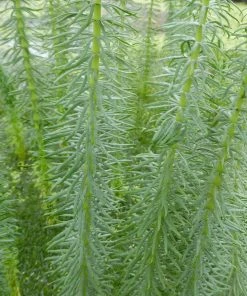 Roots Plants All Pond Plants Mare's Tail | Hippuris Vulgaris| Oxygenating 1L Pot