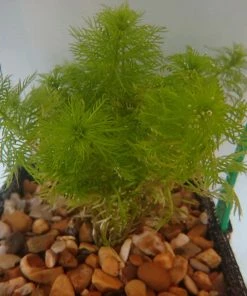 Roots Plants 5 Water Violet Plants| Oxygenating | 9cm Pots