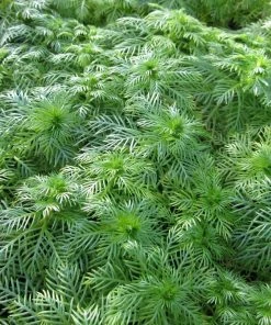 Roots Plants 5 Water Violet Plants| Oxygenating | 9cm Pots