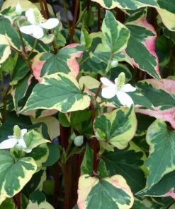 Roots Plants Houttuynia Cordata 'Chameleon' 4 Roots Plants Houttuynia Cordata 'Chameleon'