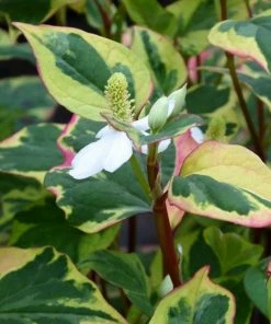 Roots Plants Houttuynia Cordata 'Chameleon' 5 Roots Plants Houttuynia Cordata 'Chameleon'