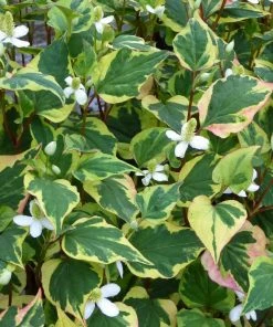 Roots Plants Houttuynia Cordata 'Chameleon' 6 Roots Plants Houttuynia Cordata 'Chameleon'