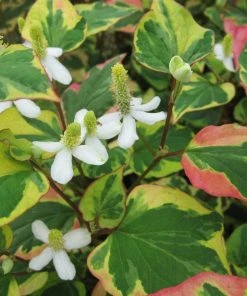 Roots Plants Houttuynia Cordata 'Chameleon' 7 Roots Plants Houttuynia Cordata 'Chameleon'