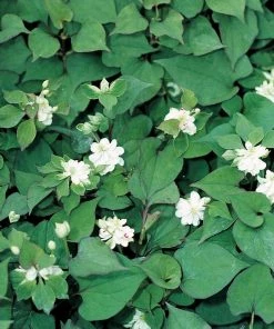 Roots Plants Orange Peel Plant | Houttuynia Cordata 'Plena'