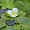 Roots Plants 5 Frogbit Plants | 9cm Pots