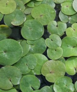 Roots Plants 5 Frogbit Plants | 9cm Pots