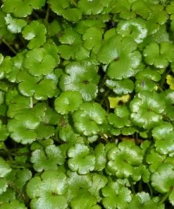 Roots Plants All Pond Plants Miniature Pennywort | Hydrocotyle Nova Zealand| Oxygenating 1L Pot