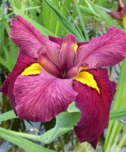 Roots Plants Irises Iris Louisiana 'Ann Chowning'