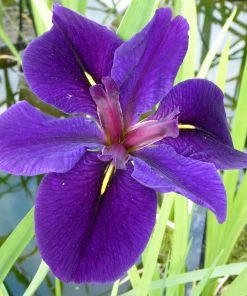 Roots Plants Iris Louisiana 'Black Gamecock' Irises