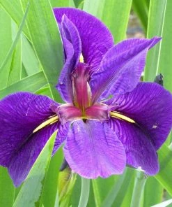 Roots Plants Iris Louisiana 'Black Gamecock' Irises 4 Roots Plants Iris Louisiana 'Black Gamecock' Irises